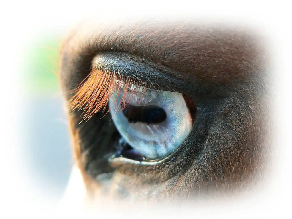 horse horizontal pupils