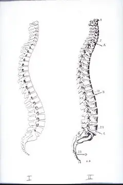 back pain spines
