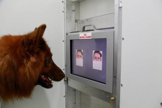 This is the experimental set-up used to test whether dogs can discriminate emotional expressions of human faces. Credit: Anjuli Barber, Messerli Research Institute