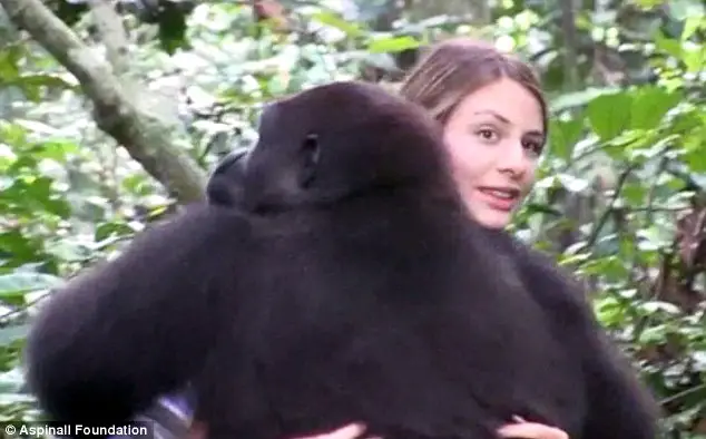 Tansy Aspinall gorillas reunion