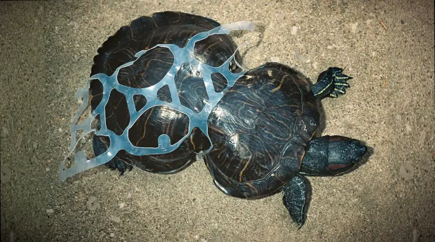 sea turtle plastic pollution
