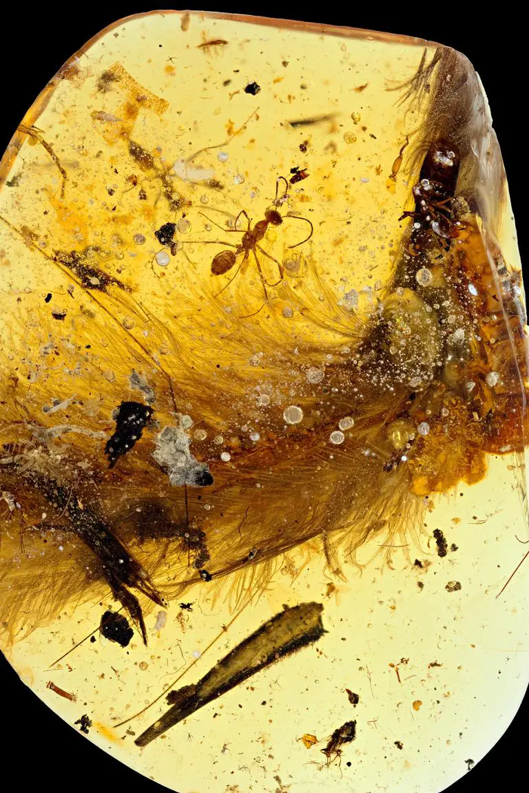 The amber sample, from a mine in Myanmar, had already been partially shaped into an oval by a jewelry maker. There is also an ant from this period in the sample. PHOTOGRAPH BY R.C> MCKELLAR, ROYAL SASKATCHEWAN MUSEUM