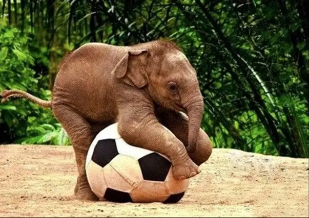 elephant-play-copy