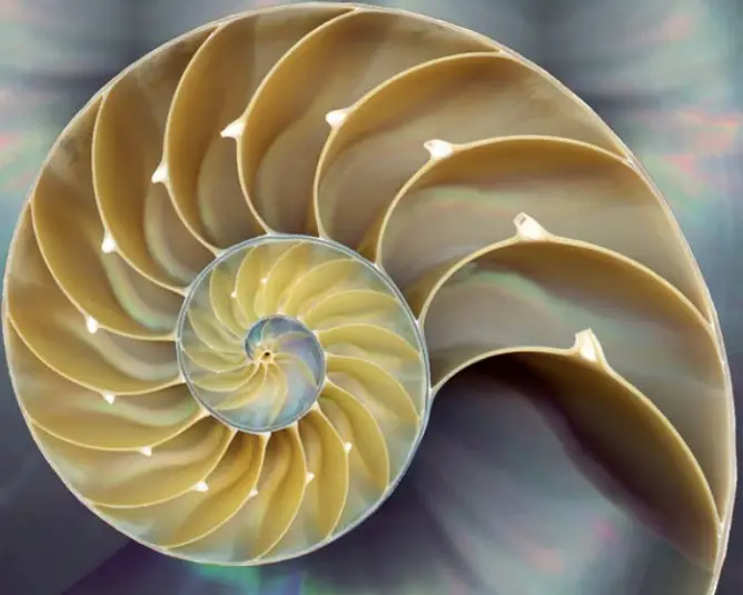 Perfect Beauty in a Nautilus Shell