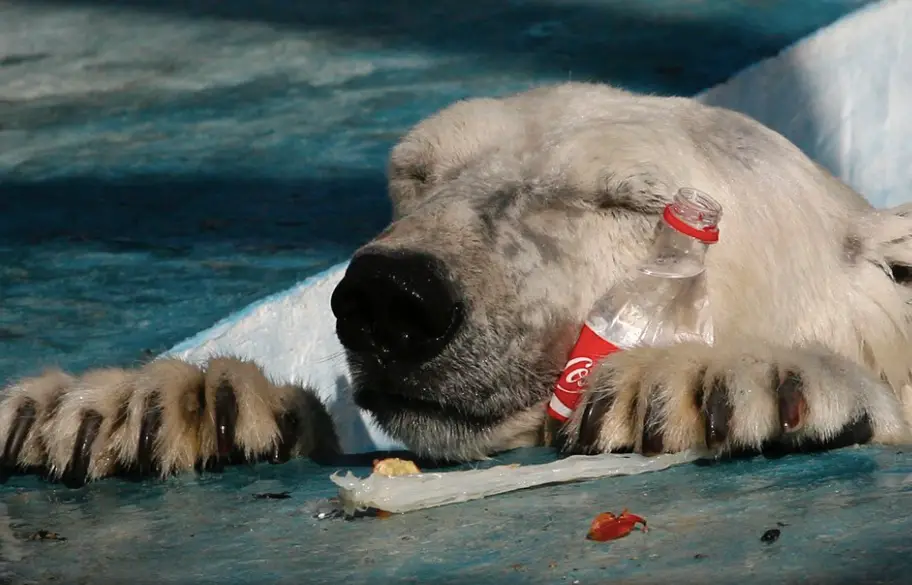 Polar Bear rescued from plastic-polluted habitat.