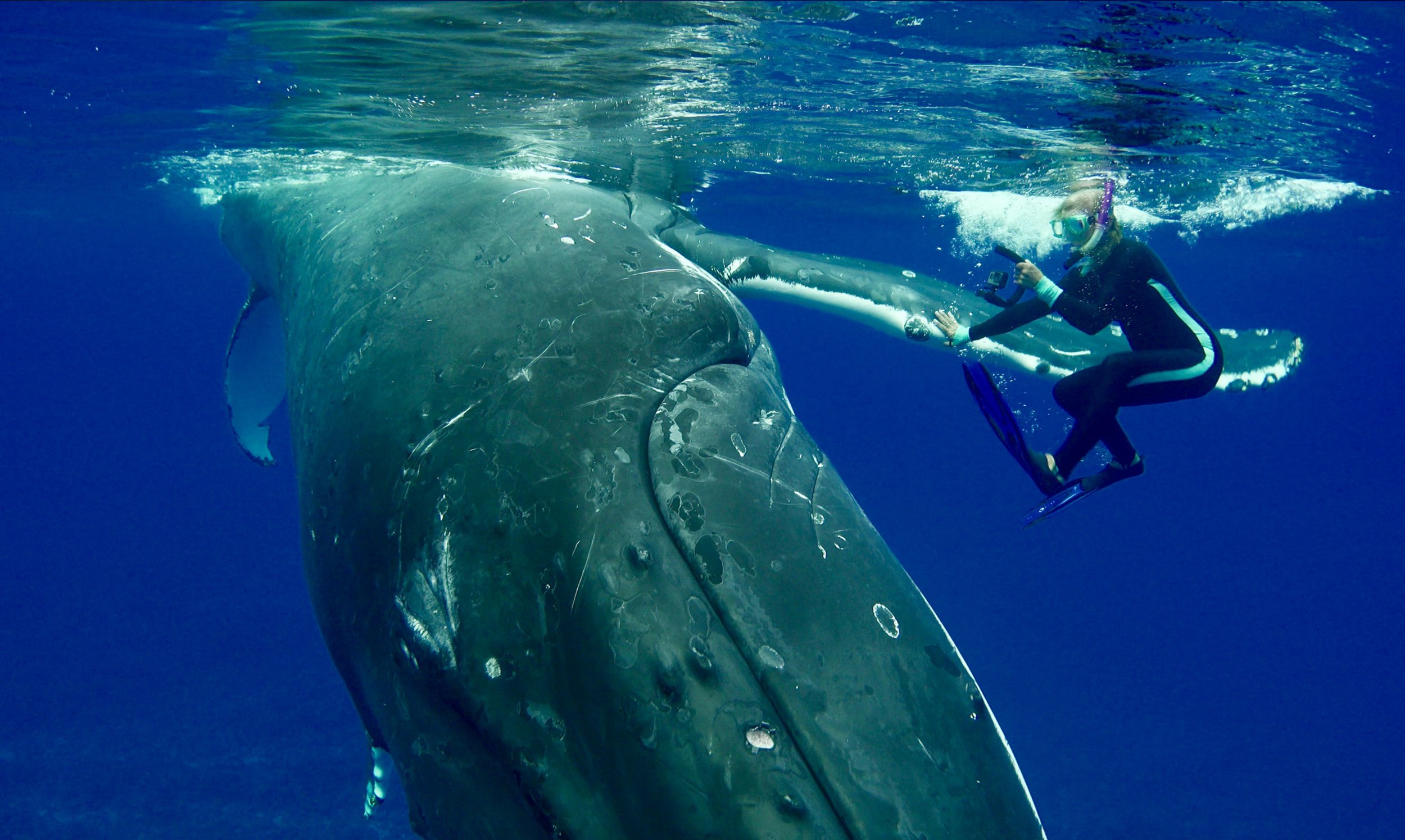 Footage Shows Humpback Whale Protecting Diver From 17-Foot Shark