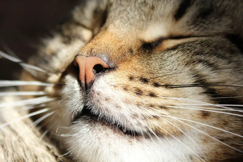 The Healing Power Of Cat Purrs