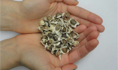 Moringa oleifera seeds