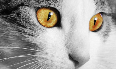 why cats have vertical pupils