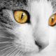 why cats have vertical pupils