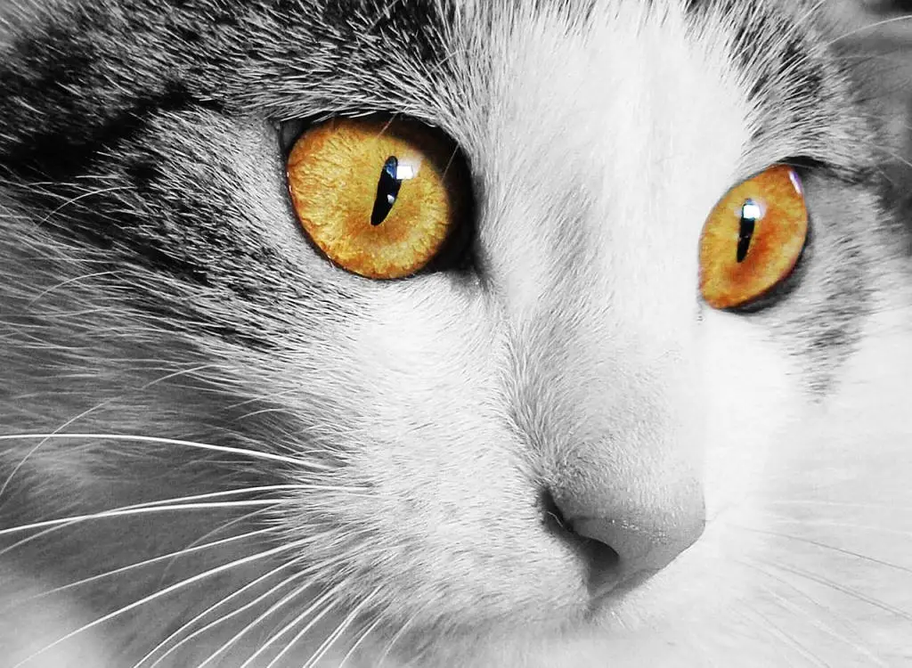 why cats have vertical pupils