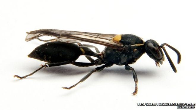 polybia paulista wasp