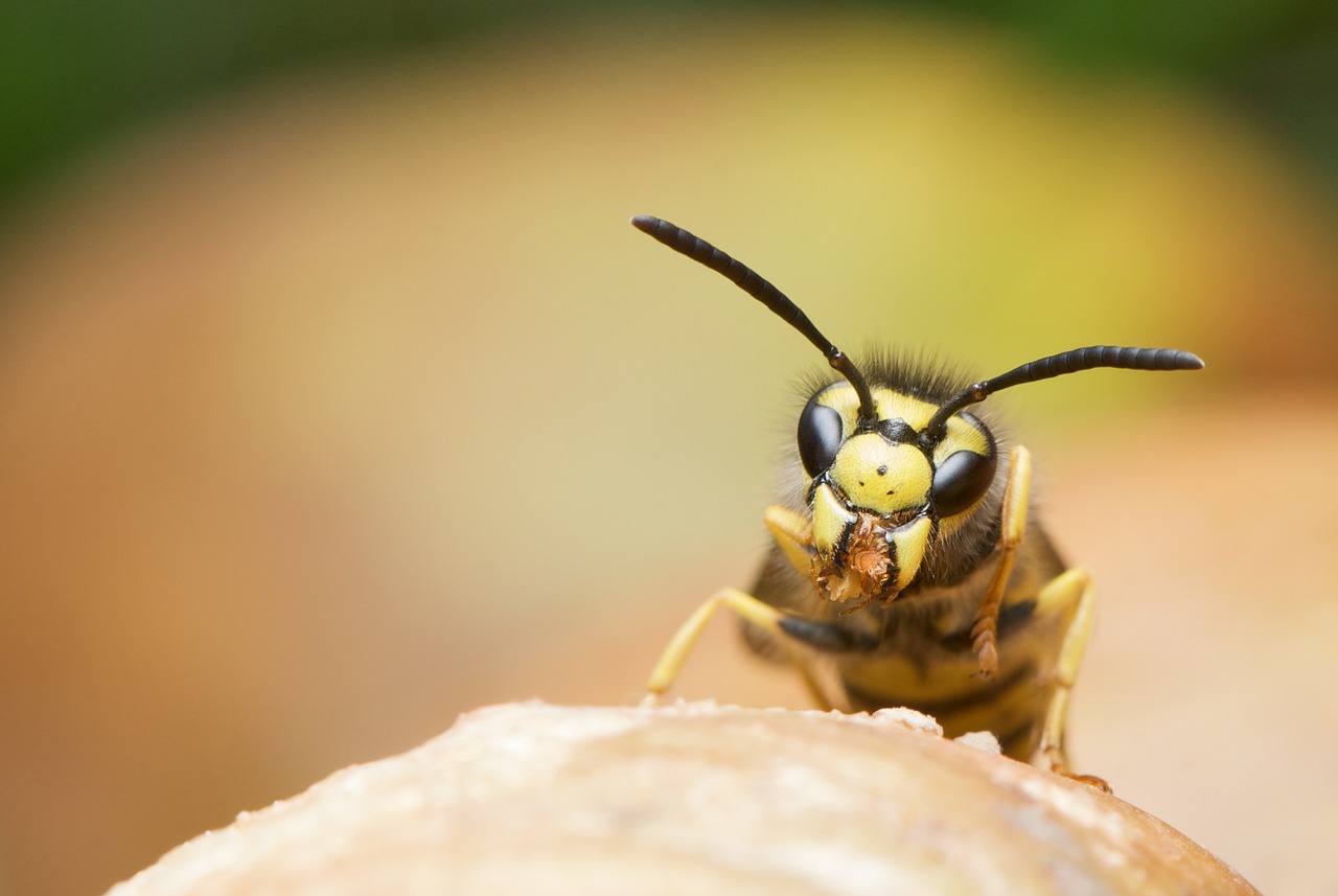 brazilian wasp