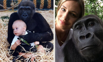 Tansy Aspinall gorillas