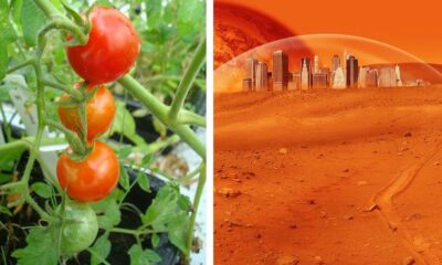 food crops mars equivalent soil