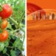 food crops mars equivalent soil