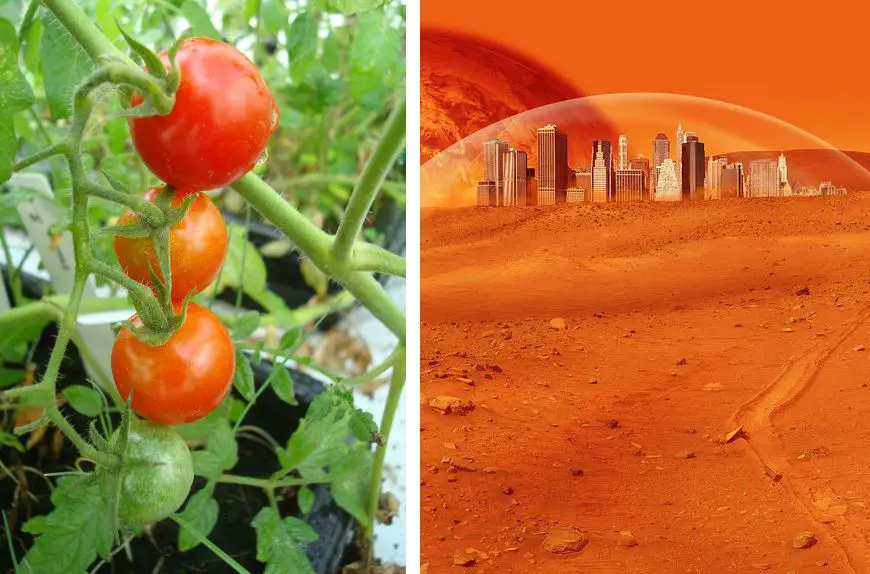food crops mars equivalent soil