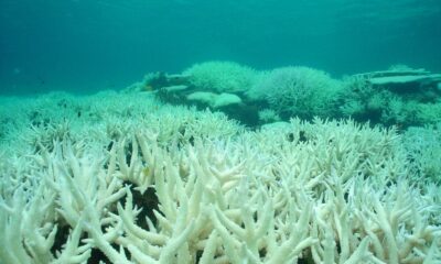 Great Barrier Reef bleaching