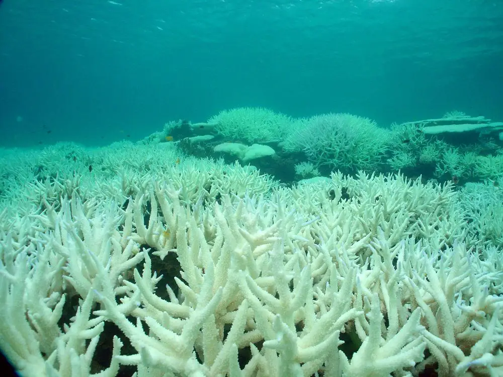 Great Barrier Reef bleaching