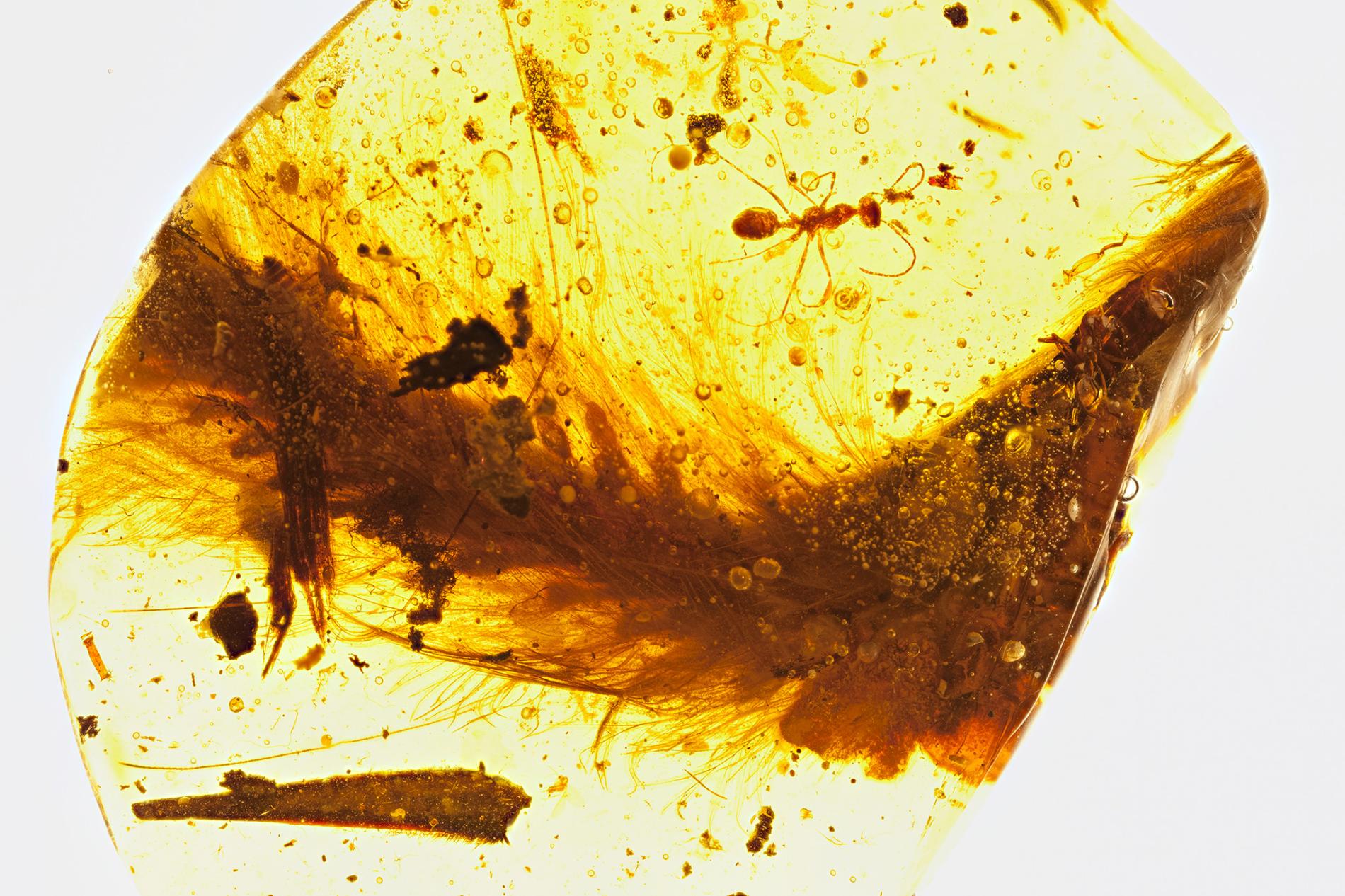 A segment from the feathered tail of a dinosaur that lived 99 million years ago is preserved in amber. A Cretaceous-era ant and plant debris were also trapped in the resin. PHOTOGRAPH BY R.C. MCKELLAR, ROYAL SASKATCHEWAN MUSEUM