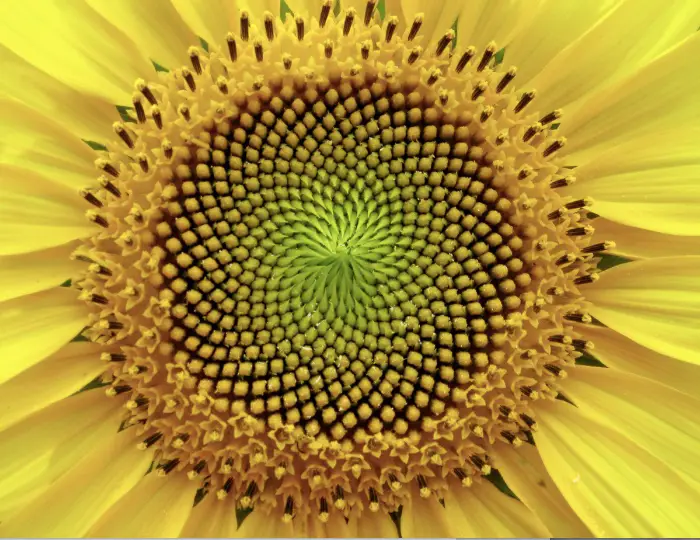 The Fibonacci Series in a Sunflower Head