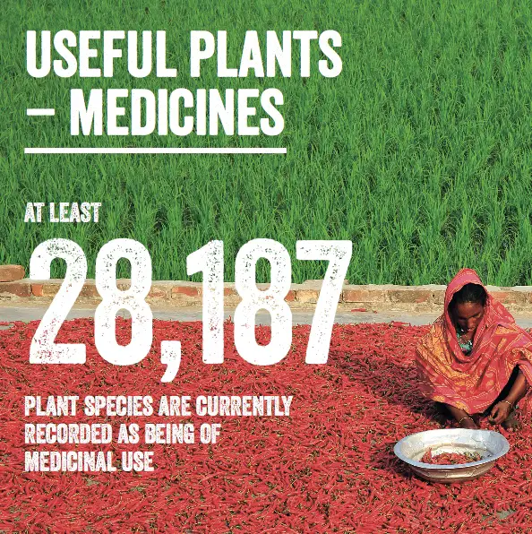 Plants as Medicine