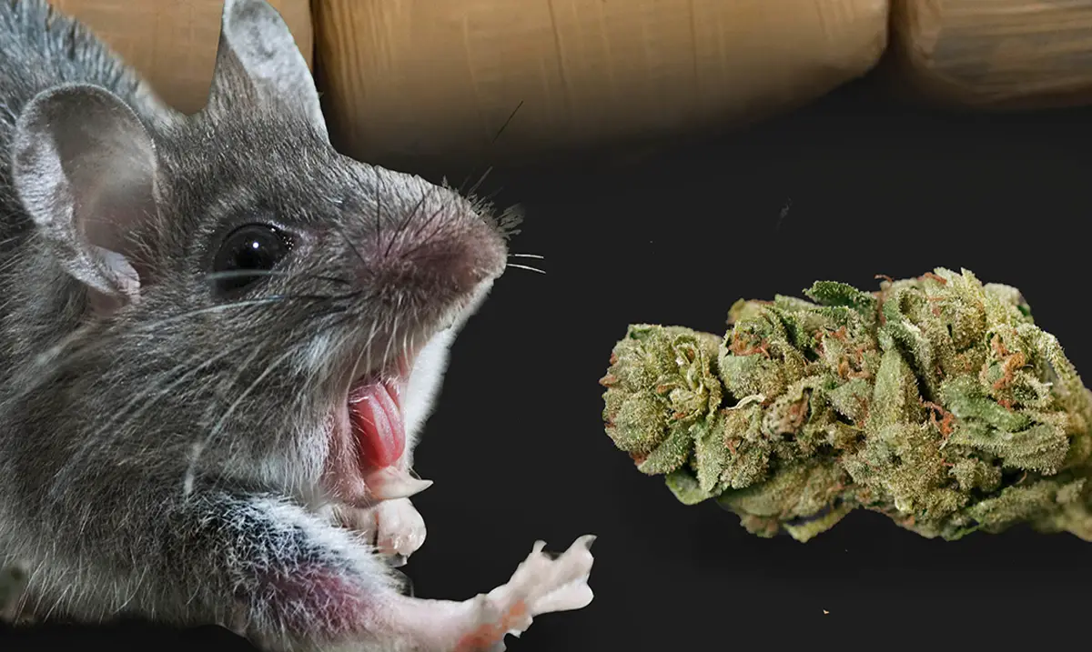 наркотики мышь