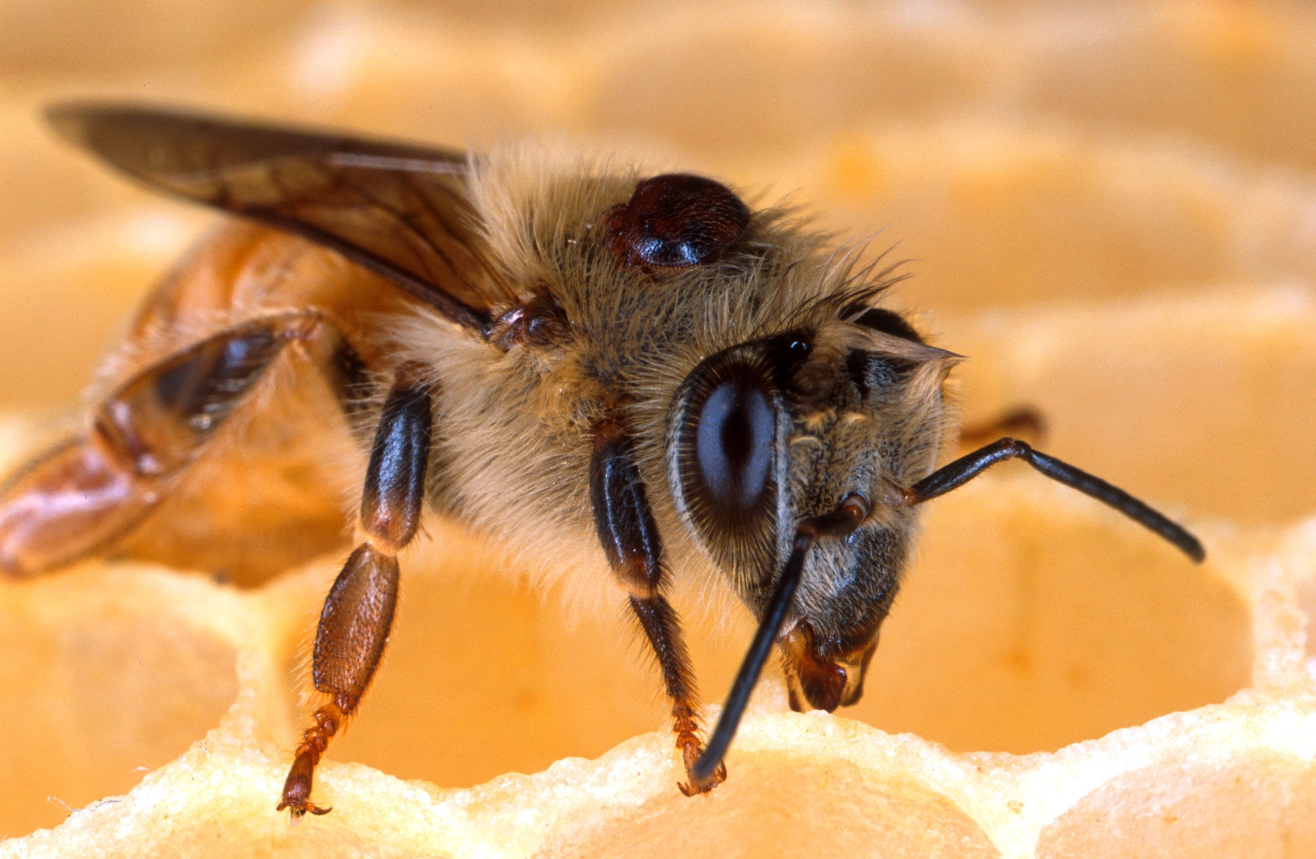 Honeybees can Understand a Complex Mathematical Concept, Study Proves Bee3