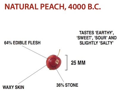 CRISPR and genetic engineering of our food  Wild-peach