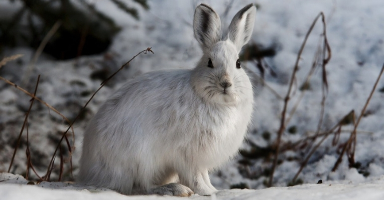 Hares Cannibals Eat Meat