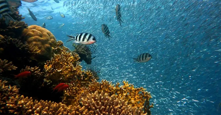 Hawaii Coral Reefs