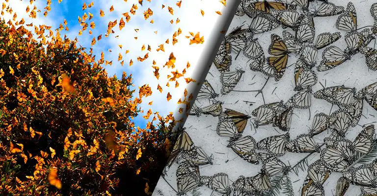 "Below 1%": The Monarch Butterfly Is Approaching Total and Irreversible Extinction Monarchtmu-768x400