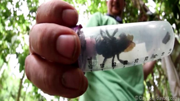 World's Biggest Bee, Once Thought Extinct, Found Alive In The Wild