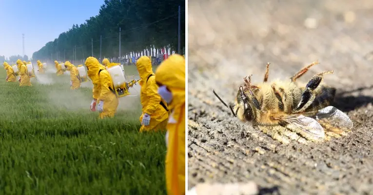 Bee-Killing Sulfoxaflor