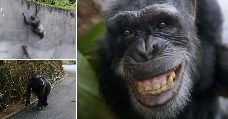 Chimpanzees Branch Ladder Escape Zoo