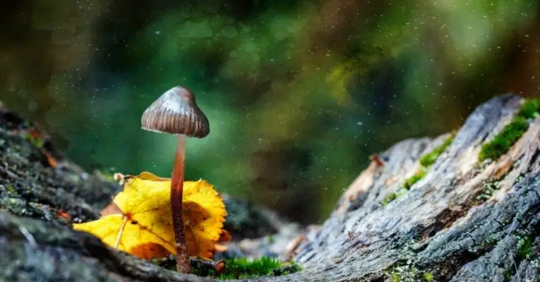 Denver Magic Mushrooms