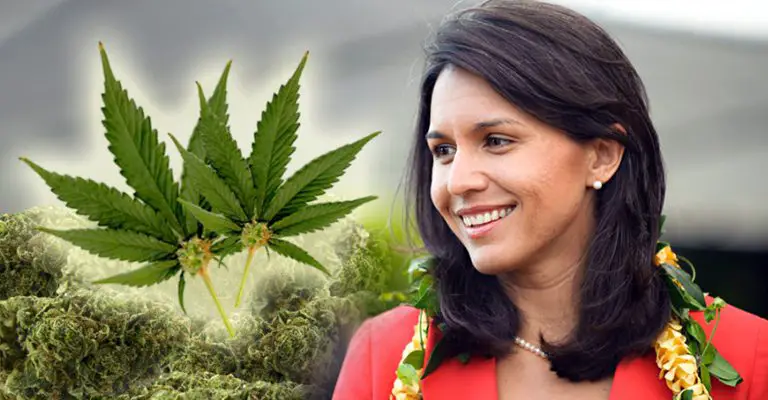 Tulsi Gabbard Wants to Legalize Marijuana, Punish Big Pharma and End Private Prisons Gabbardweed-768x400