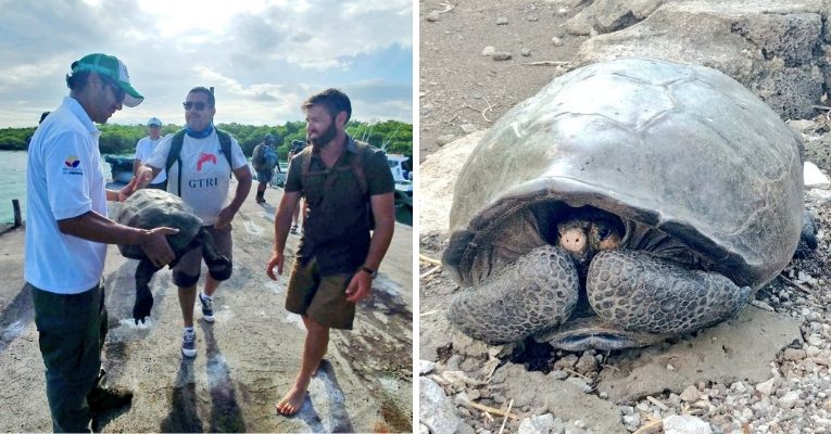 Tortoise Feared Extinct Found Alive