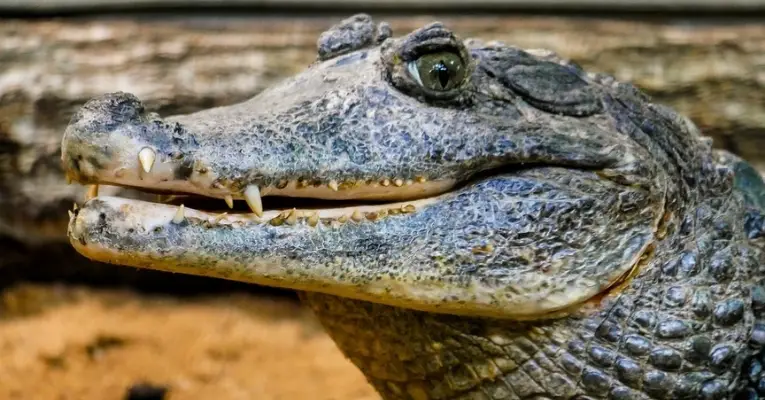 Alligators Ketamine Headphones