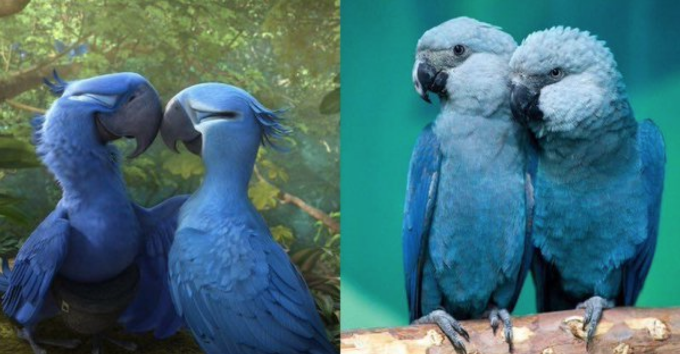 blue cockatoo extinct