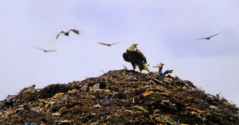 Bald Eagles Stealing Garbage Seattle