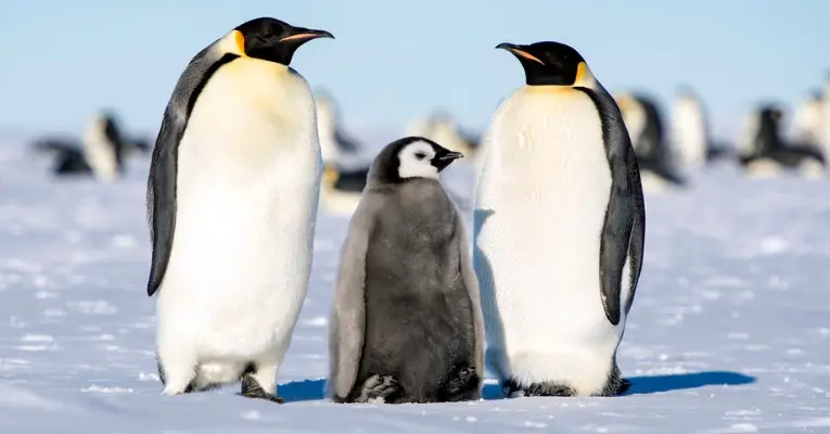 Emperor Penguin Colony Wiped Out
