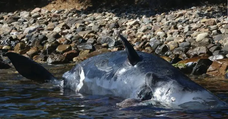 Pregnant Sperm Whale 50 Pounds Plastic