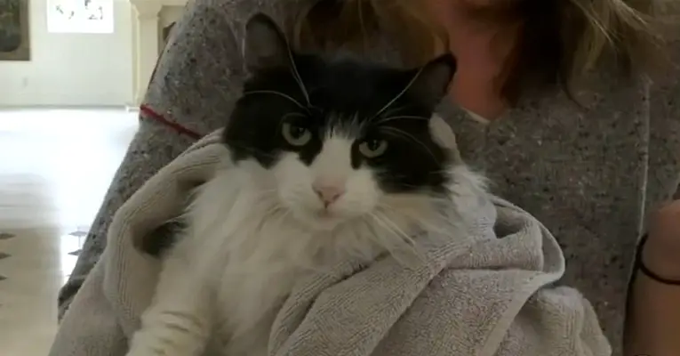 Cat Missing Mudslides Reunited Family 475 Days