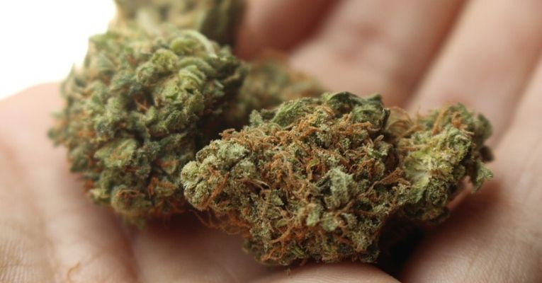 Colorado Doctors to Prescribe Medical Marijuana Instead of Opioids