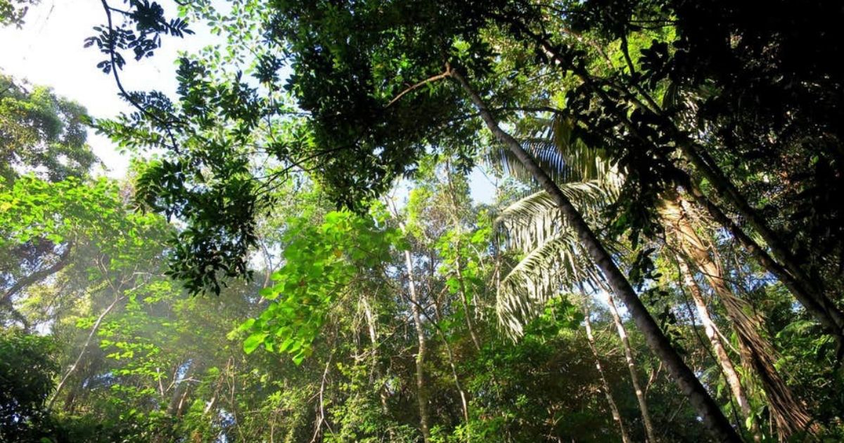 Эоценовый лес Филиппины. Филиппины леса. Дерево Нарра Филиппины. Forest near Ocean.