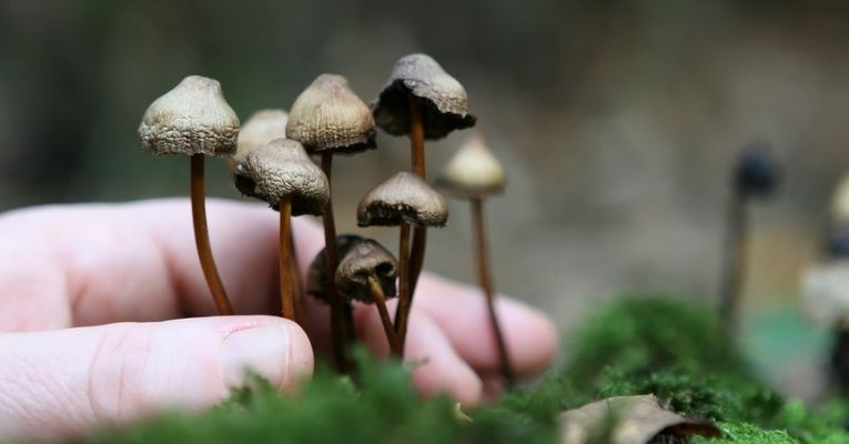 Magic Mushrooms