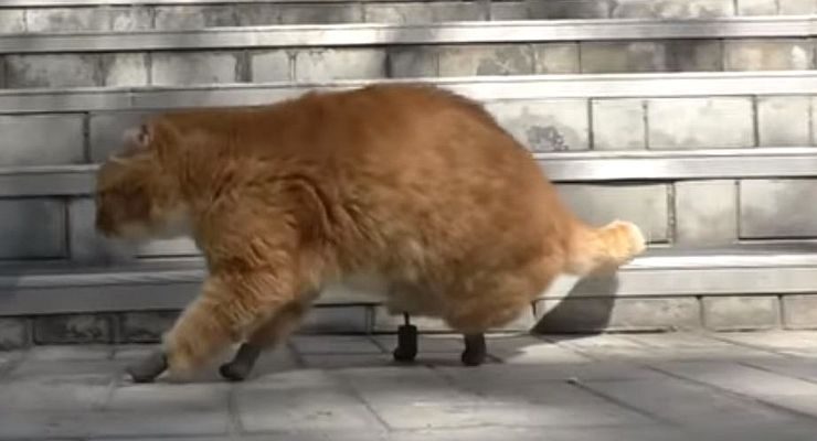 Kết quả hình ảnh cho Meet the Frostbitten Cat That Has Become the First in the World to Receive Four Prosthetic Limbs