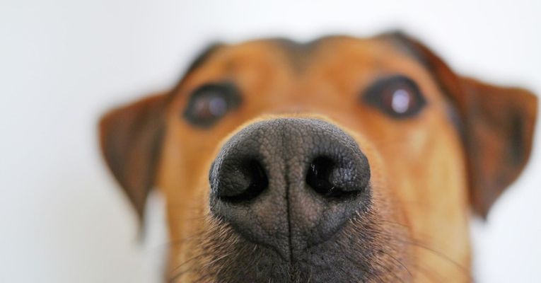 Dogs Can Sniff Out Cancer With 97 Percent Accuracy, Study Shows