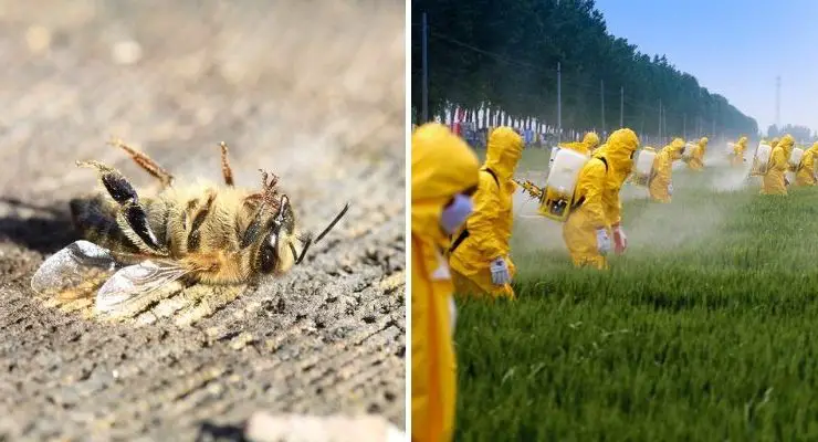 EPA Approves ‘Emergency’ Bee-Killing Pesticide